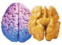 Ядро грецкого ореха и мозг человека